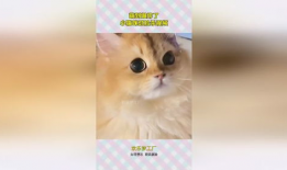 小猫咪的视频,小猫咪视频集锦