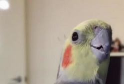 鹦鹉叫声视频,鹦鹉鸣叫声中的自然旋律