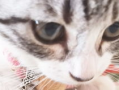 小猫咪的视频,小猫咪视频集锦