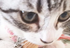 小猫咪的视频,小猫咪视频集锦