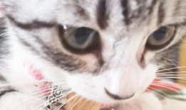 小猫咪的视频,小猫咪视频集锦